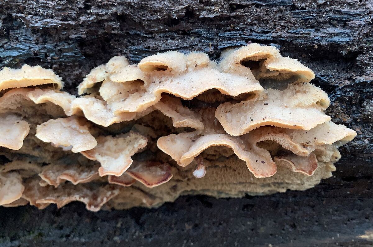 Groep paddenstoelen op een omgevallen boomstam in het Speulderbos