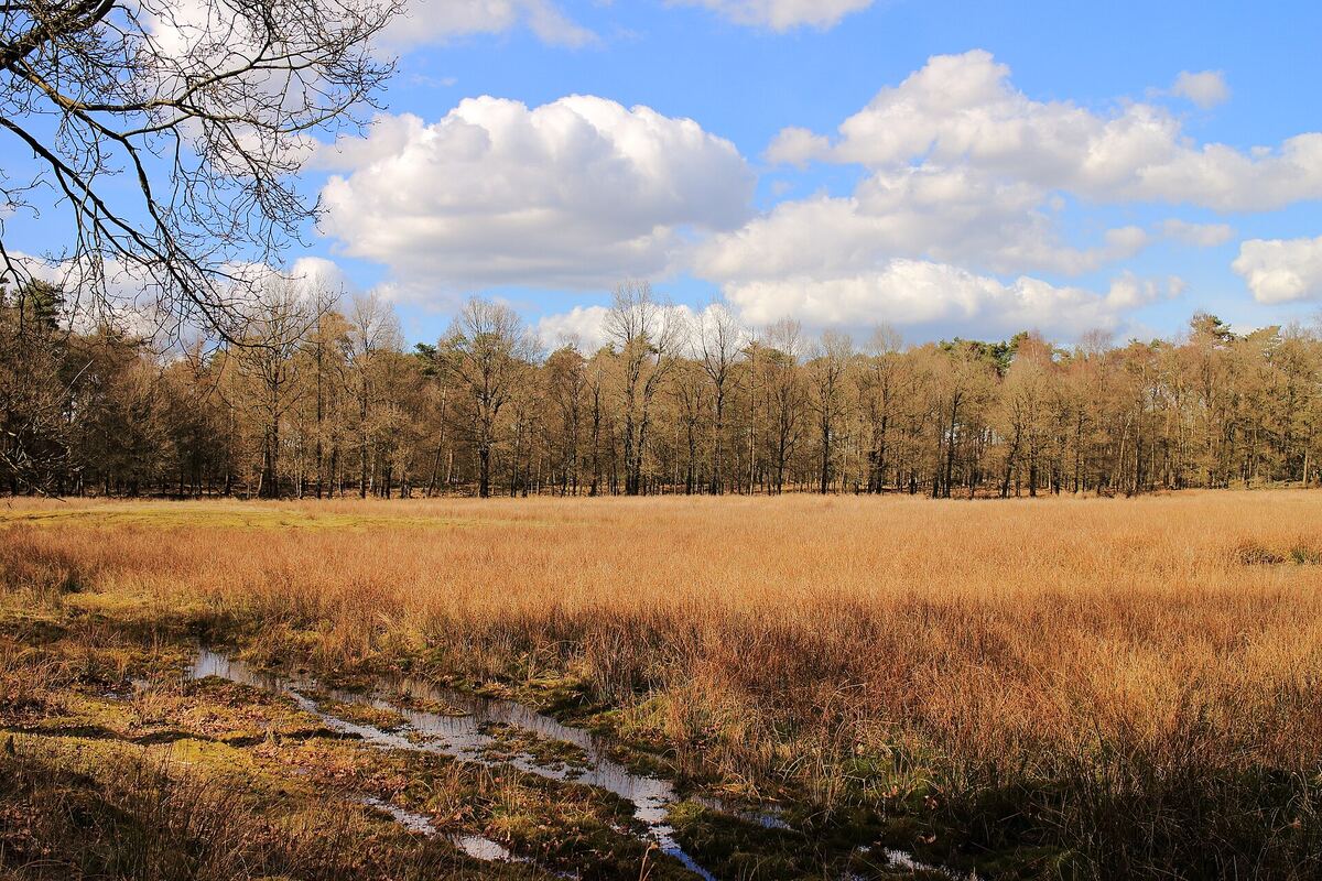Open zandverstuiving met jonge dennen in een nationaal park in Drenthe