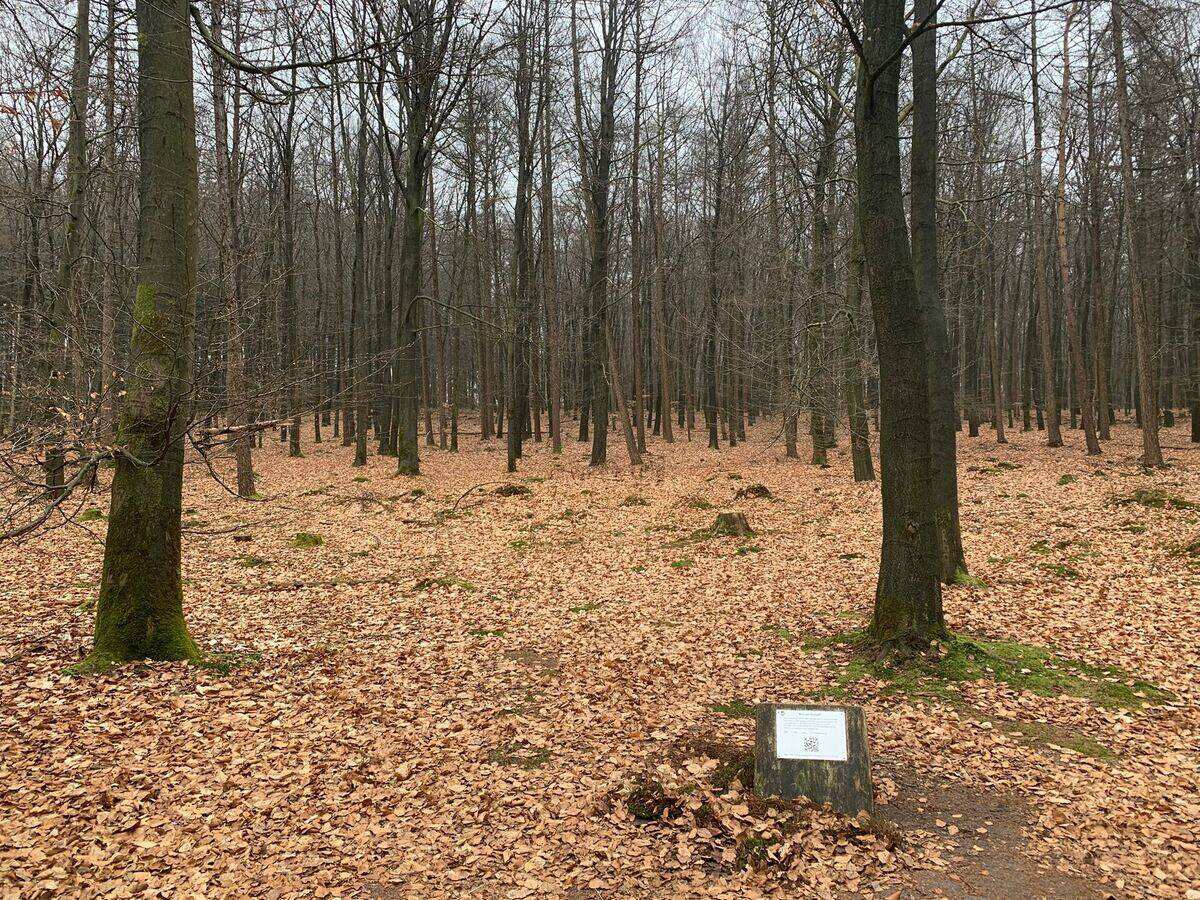 Herfstbos op de Holterberg in Overijssel