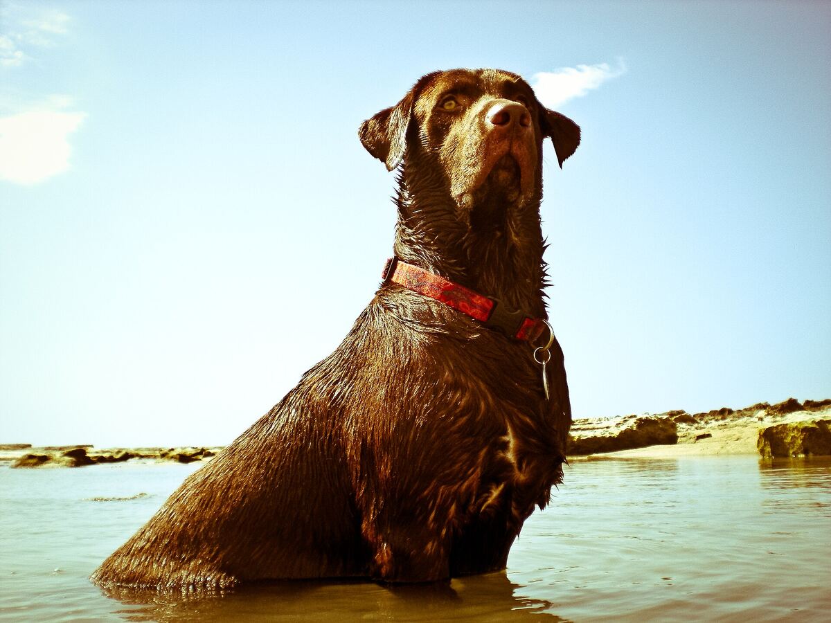 Bruine labrador zittend in ondiep water aan het strand