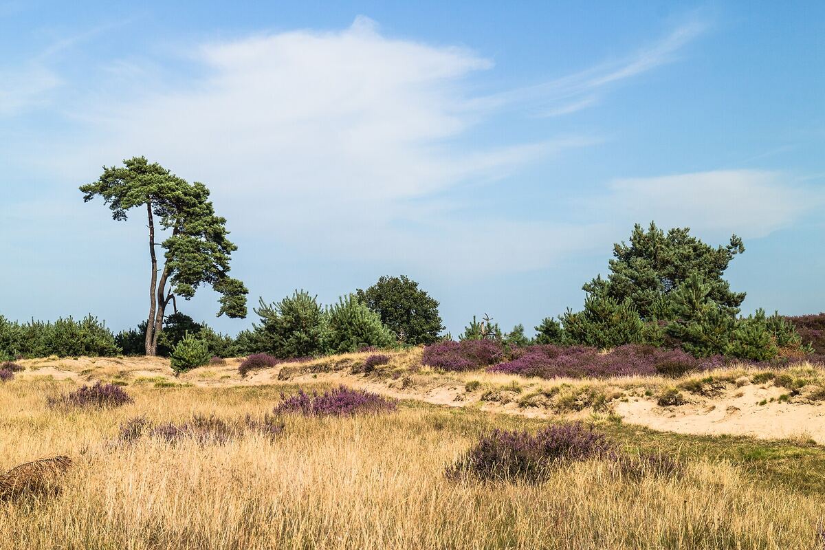 Heide, zand en grove dennen op het Aekingerzand in het Drents-Friese Wold