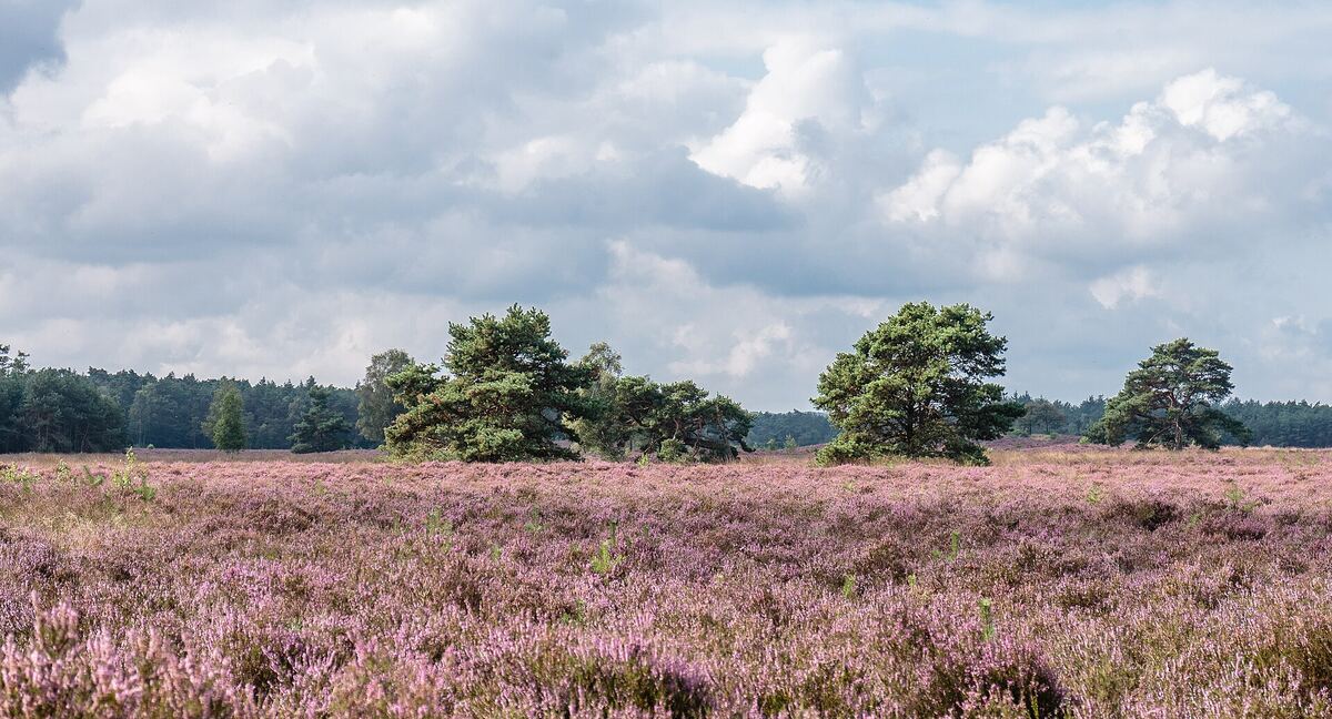 Paarse bloeiende heide met grove dennen op de Tongerense Heide op de Veluwe